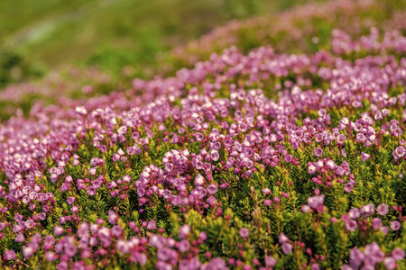 Summer nature. Flowering plant. Flower of phyllodoce wildflower. Mountain heather blossom. Pink mountain heather meadow flower. Meadow with wildflower of mountain heather flower in natureの写真素材
