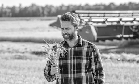 Agriculture farm. Farm man at wheat field. Crop harvest and farming. Farmer in field. Hispanic man farmer check agriculture field harvest. Man agronomist farmer. Organic crop farming. Crop protectionの写真素材