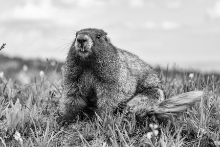 Rodent groundhog. Rodent animal. Wildlife nature. Woodchuck marmot. Wild marmot in nature. Woodchuck or groundhog outdoor. Wild rodent animal in natureの写真素材