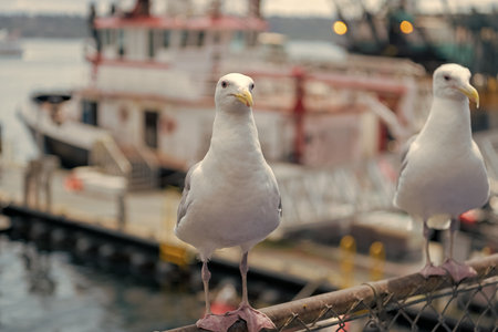 Seagull sitting outdoor. A lonely seagull at the sea. Seagull near water. Sea gull bird. Fauna and nature. Seagull bird observing the water. Sea gull with beak and featherの写真素材