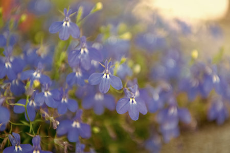 Flowering lobelia in macro, selective focus. Outdoor flowering plant. Blue lobelia flower. Natural flower plant. Blooming blue flower background. Floral lobelia blue background. Lobelia flowerの写真素材