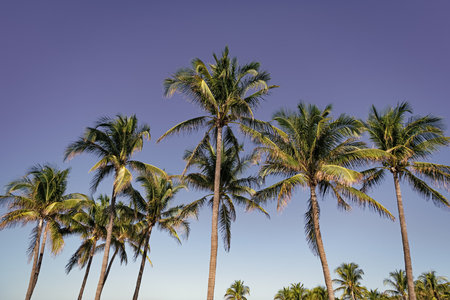 Palm tree. Tropical outdoor scene with palm tree. Tropical summer vacation. Exotic nature. Palm tree. Summer vacation. Swaying palm treeの写真素材