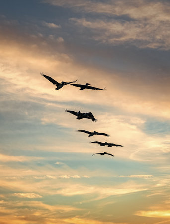Flock of birds. Pelican flying during migration. Bird flying in formation. Birds migration. Flock of pelican bird. Migration of migratory birds. Flock of migrating Pelican flying in V formationの写真素材