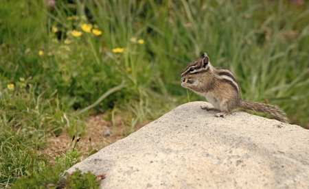 Chipmunk wild squirrel. Chipmunk rodent. Gopher outdoor. Wild animal in nature. Squirrel on the ground. Rodent animal chipmunk. Rodent animal family. Wildlife nature. Ground squirrelの写真素材