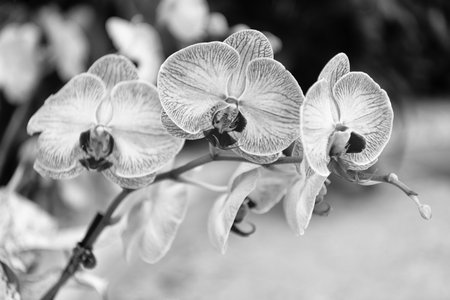 Orchid flower with soft petals. Flowering nature. Orchid flower purple color. Floral macro photography. Flora and nature closeup. Violet orchid flower. Floral natureの写真素材