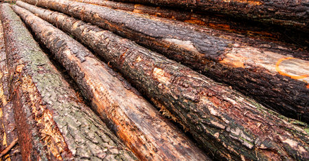 Pile of wood log ready for winter. Wooden stumps. Firewood stacked in heap. A pile of stacked...