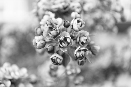 image of floral sakura bloom. floral sakura bloom. floral sakura blossom. floral sakura blooming