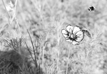 Bee fly at flower of cosmos blossom. Cosmos garden flower growing under sunlight. Cosmos flower in nature. Summer nature. Vivid inflorescences of flowering cosmos. Copy spaceの写真素材