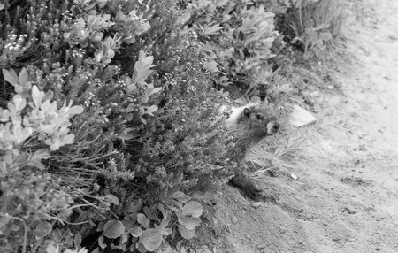 Marmot wild groundhog. Woodchuck rodent. Capybara outdoor. Wild animal in nature. Groundhog on the...