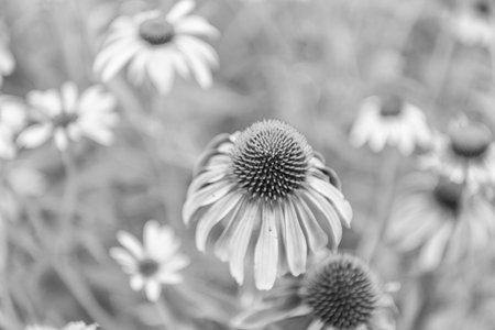 Coneflower flower in nature. Summer nature. Vivid inflorescences of flowering coneflower. Flower of coneflower. Flowering coneflower blossom. Garden flower growing under sunlight. Copy spaceの写真素材
