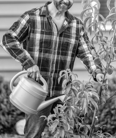 Watering peach tree. Planting a tree. Gardening and watering orchard. Seedling for planting tree....