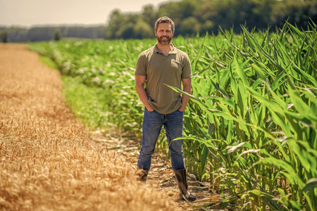 Farming and agriculture. Farmer man in cornfield. Harvest crop. Cornfield farmer. Agricultural...