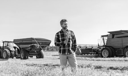 man agronomist farmer check agriculture field harvest hold crop spikelet