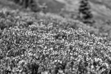 Pink mountain heather meadow flower. Meadow with wildflower of mountain heather flower in nature. Summer nature. Flowering plant. Flower of phyllodoce plant. Mountain heather blossom.の写真素材