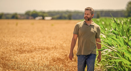 Crop harvest. Farmer checking wheat. Agricultural wheat at harvest time. Countryside crop....