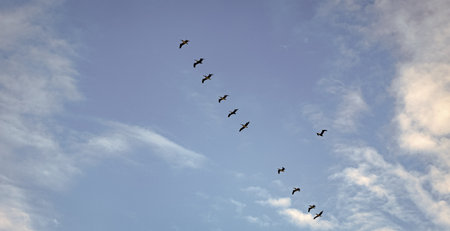 Flock of birds. Pelican flying during migration. Bird flying in formation. Birds migration. Flock of...