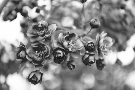 photo of springtime flower bloom, macro. springtime flower. springtime blossomの写真素材