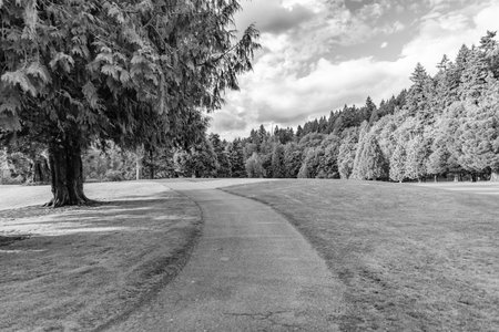 Summer park zone nature. Scenic landscape of woodland. Shady park pathway. Nature of forest. Green forest wood landscape in summer. Path way. Nature of mixed forest. Landscape of meadow at parkの写真素材