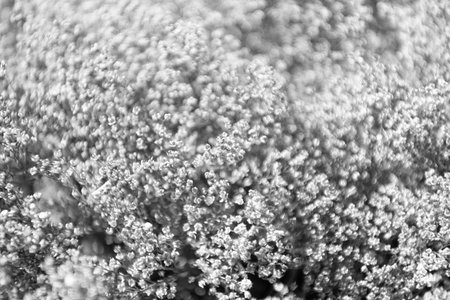 Pink Limonium perezii flower of sea lavender. Limonium flower in nature. Summer nature. Pink background of flowering plant. Flower of sea lavender. Flowering dried plant. Limonium perezii blossomの写真素材