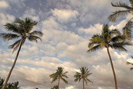 Palm tree. Tropical outdoor scene with palm tree. Tropical summer vacation. Exotic nature. Palm...