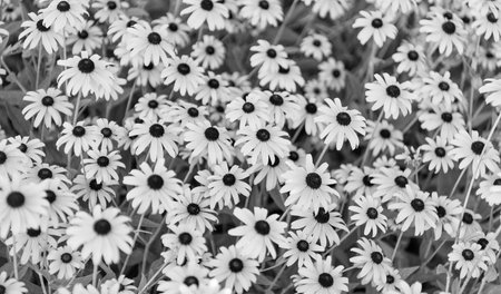 Flowering Rudbeckia in garden. Outdoor flowering plant. Yellow Rudbeckia flower. Natural flower plant. Flora nature. Yellow flower background. Floral Rudbeckia yellow background. Rudbeckia flowerの写真素材
