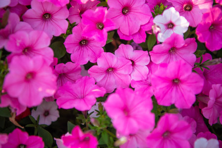 Petunia flower in nature. Summer nature. Vivid inflorescences of flowering plant. Flower of petunia. Flowering background. Floristry and gardening. Petunia blossom. Vivid petunia garden flower growingの写真素材