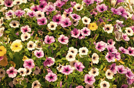 Petunia flower in nature. Summer nature. Vivid inflorescences of flowering plant. Flower of petunia....