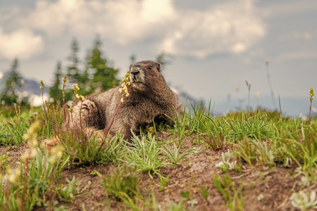 Groundhog on lawn. Rodent animal woodchuck. Rodent marmot animal. Wildlife nature. Marmot capybara....