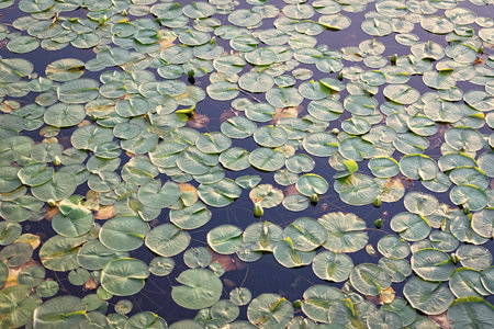 Background of lily pad in pond. Water lily leaves in pond water. Lily pad background. Nature background of lily padの写真素材