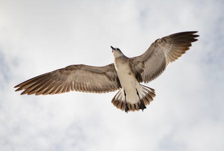 Seagull bird observing the water. Sea gull with beak and feather. Laughing Gull. Seagull sitting outdoor. Laughing seagull at the sea. Seagull near water. Sea gull bird. Fauna and nature. Soaring gullの写真素材