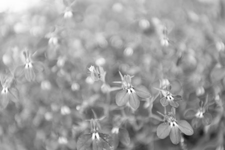Blue lobelia flower. Natural flower plant. Flora nature. Blue flower background. Floral lobelia blue background. Lobelia flower. Flowering lobelia in macro, selective focus. Spring natural backdropの写真素材