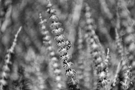 Composition of nature. Summer blooming flower. Blooming flower field. Field of lavender. Lavender...