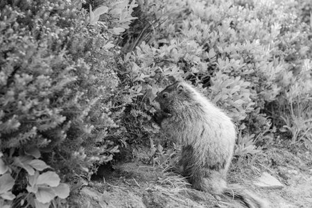 Marmot wild groundhog. Woodchuck rodent. Capybara outdoor. Wild animal in nature. Groundhog on the ground. Rodent animal woodchuck. Rodent marmot animal. Wildlife nature. Marmot capybaraの写真素材