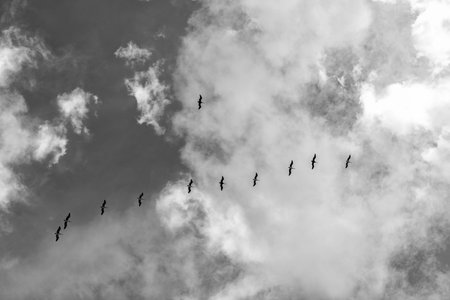 Pelican flying in sky. Flock of birds. Fauna and nature. Pelican flying during migration. Bird flying in formation. Birds migration. Flock of pelican bird. Migration of migratory birdsの写真素材