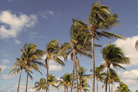 Palm tree in hurricane weather. Tropical beach in Miami. Tropical windy weather with palm tree....