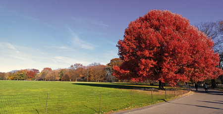 Autumn beauty of nature. Fall season nature in Central park. Fall tree copy space. Autumn tree. Nature in fall season. Park in autumn. Seasonal tree leaves. Natural autumnal landscape. Deciduous treeの写真素材