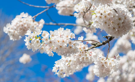 Spring nature. Sakura with white blooming flower. Blossom spring season. Japanese cherry blossom....