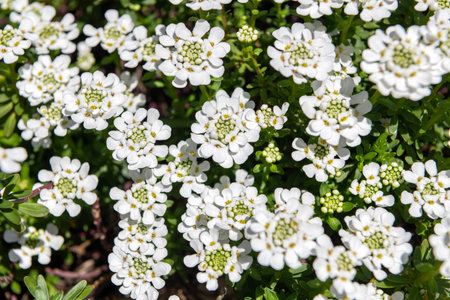 Iberis blossom. Beautiful spring candytuft flower background. Candytuft flower in bloom in spring. Spring nature. Iberis with blooming flower. Blossom spring season. Nature backgroundの写真素材