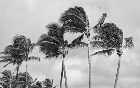 Tropical beach. Tropical windy weather with palm tree. Strong wind. Exotic nature. Palm tree on...