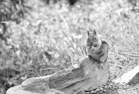 Chipmunk wild squirrel. Chipmunk rodent. Gopher in the park. Wild animal. Chipmunk on lawn. Rodent animal squirrel. Rodent gopher animal. Wildlife nature. Ground squirrel. Copy spaceの写真素材