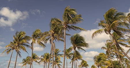 Palm tree in hurricane weather. Tropical beach in Miami. Tropical windy weather with palm tree. Strong wind. Exotic nature. Tropical palm grove. Palm tree on windy weather. Hurricane in Floridaの写真素材