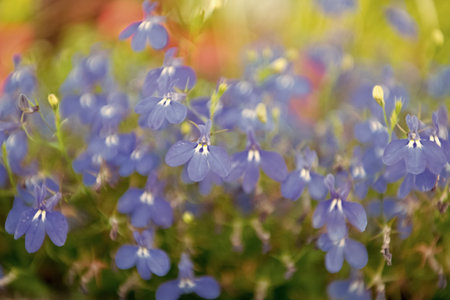 Blue lobelia flower. Natural flower plant. Flora nature. Blue flower background. Floral lobelia blue background. Lobelia flower. Flowering lobelia in macro, selective focus. Spring natural backdropの写真素材
