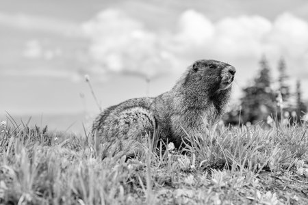 Woodchuck rodent. Capybara in the park. Wild animal. Groundhog on lawn. Rodent animal woodchuck. Rodent marmot animal. Wildlife nature. Marmot capybara. Marmot wild groundhog. Chilling capybaraの写真素材