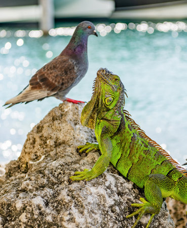 Closeup. Wildlife fauna. Large iguana tail. Reptile animal in nature. Wildlife in jungle. Iguana lizard in tropical jungle. American iguana herbivorous lizard. Iguana reptileの写真素材