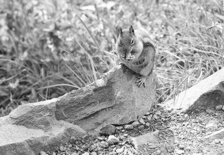 Wild animal in nature. Squirrel on the ground. Rodent animal chipmunk. Rodent animal family. Wildlife nature. Ground squirrel. Curious gopher. Chipmunk wild squirrel. Chipmunk rodent. Gopher outdoorの写真素材