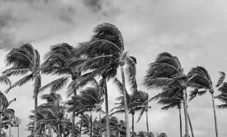 Tropical beach in Miami. Tropical windy weather with palm tree. Strong wind. Exotic nature. Palm tree on windy weather. Palm tree in hurricane weather. Palm leaves rustlingの写真素材