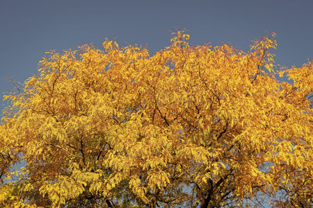 Autumn tree. Nature in fall season. Autumnal sunny day. Seasonal leaves on tree. Natural autumn...