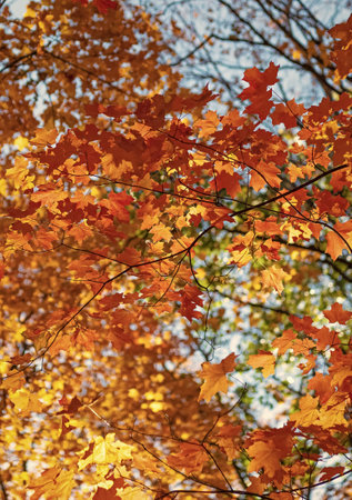 Bright color fall. Autumn season. Fall leaves change color. Nature fall weather. Autumn fresh air....