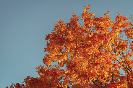 Fall season nature. Fall leaves of tree. Rustling leaves. Autumn tree. Nature in fall season....