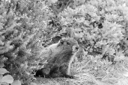 Rodent animal woodchuck. Rodent marmot animal. Wildlife nature. Marmot capybara. Marmot wild...